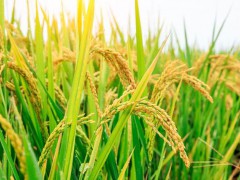 农村种植好福利，稻谷保护价出台，保证农民种粮收入提高！