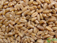 现在小麦价格多少钱一斤？小麦价格为何不涨了？