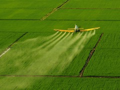 今年粮食作物病虫害发生面积预计达21亿亩次