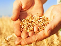 小麦8年最高，小麦油13年最高，油菜籽历史最高