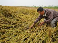 玉米连跌数日，全面跌破1.5，小麦进入收获期，粮价何时上涨？