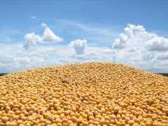 又来3万吨！美国采购巴西大豆超6万吨，会转卖给中国“二手豆”？