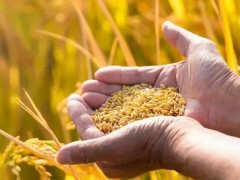 中国科学家怎么选育出高产水稻和小麦？这篇论文讲清楚了