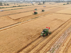 2022年山东小麦每亩补贴高于134元，黑龙江大豆补贴比玉米高200元
