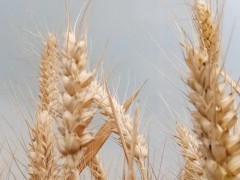 优质专用小麦如何“补短扬长”？
